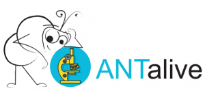 logo_antalive